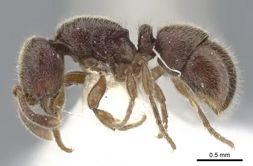 Proceratium dayak specimen