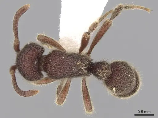 Proceratium deelemani specimen