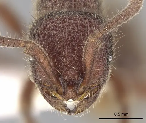 Proceratium deelemani specimen