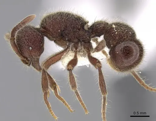 Proceratium deelemani specimen