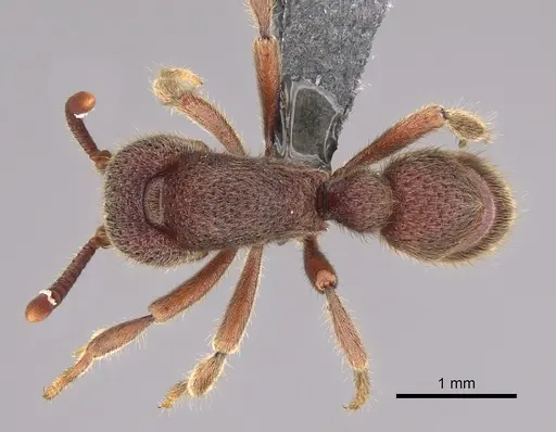 Proceratium deelemani - CASENT0746001