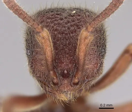 Proceratium deelemani - CASENT0746001