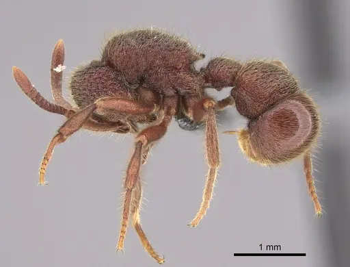 Proceratium deelemani - CASENT0746001