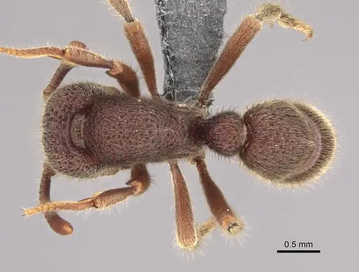 Proceratium deelemani - CASENT0746008