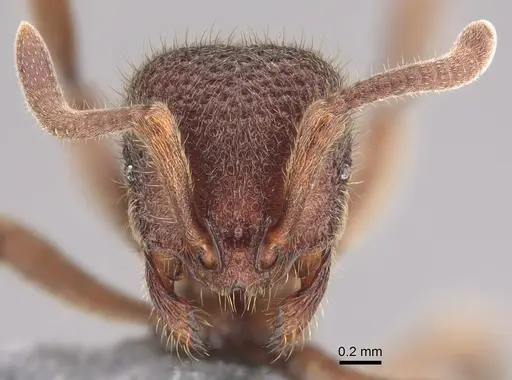 Proceratium deelemani - CASENT0746008