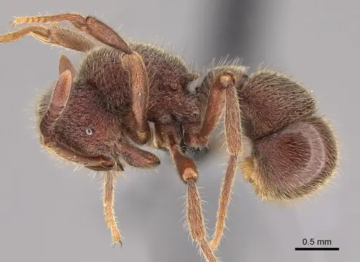 Proceratium deelemani - CASENT0746008