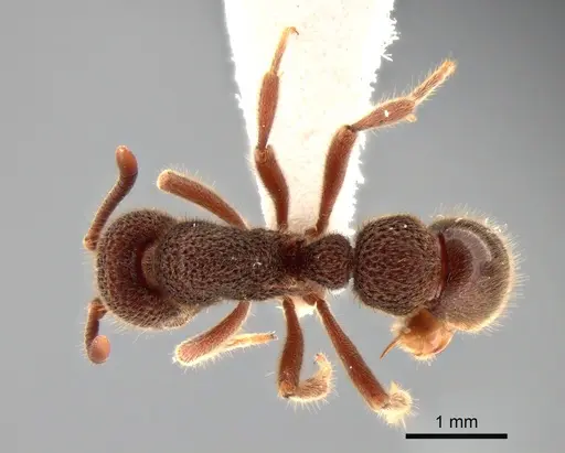 Proceratium deelemani - CASENT0882099