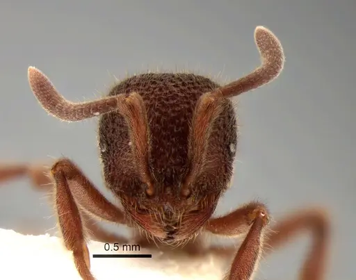 Proceratium deelemani - CASENT0882099