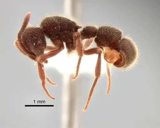 Proceratium deelemani - CASENT0882099