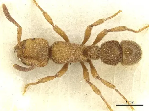 Proceratium deelemani - CASENT0915370