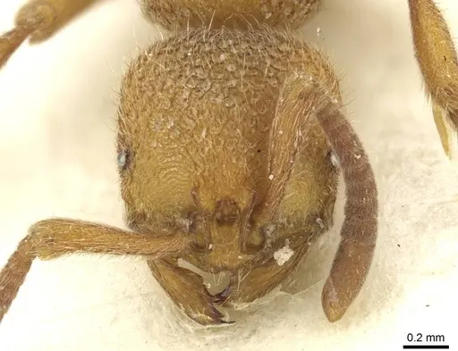 Proceratium deelemani - CASENT0915370