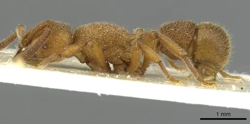 Proceratium deelemani - CASENT0915370