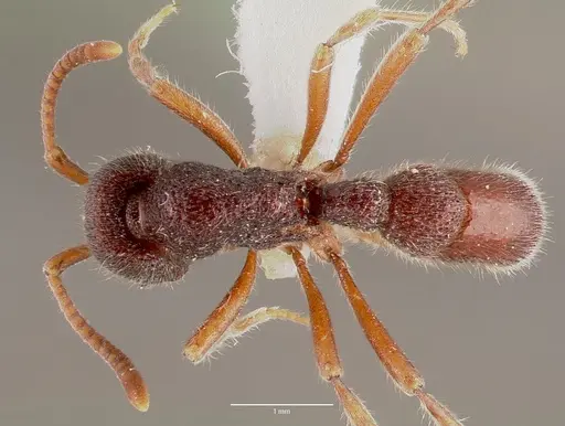 Proceratium diplopyx specimen