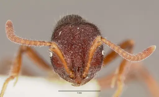 Proceratium diplopyx specimen