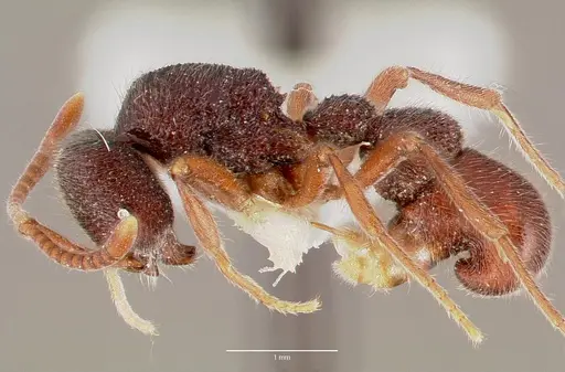 Proceratium diplopyx specimen