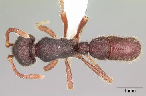 Proceratium diplopyx - CASENT0100348