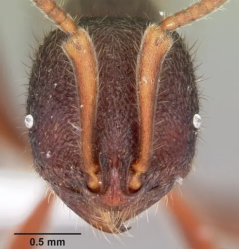 Proceratium diplopyx - CASENT0100348