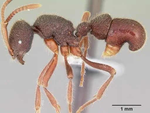 Proceratium diplopyx - CASENT0100348