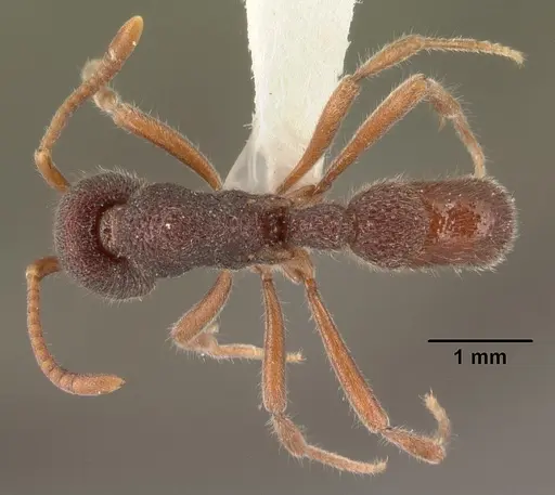 Proceratium diplopyx - CASENT0101399