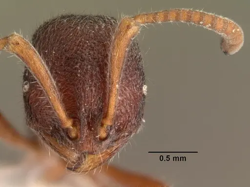 Proceratium diplopyx - CASENT0101399