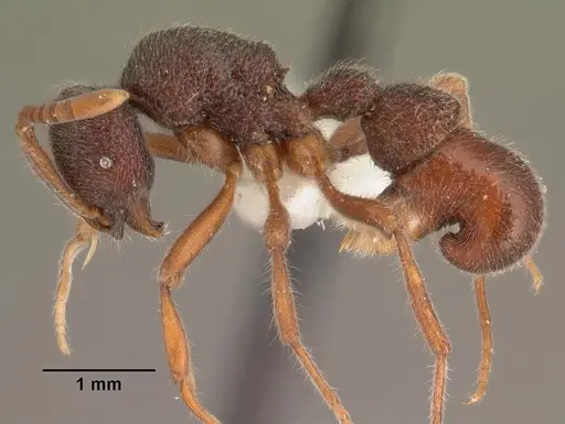 Proceratium diplopyx - CASENT0101399