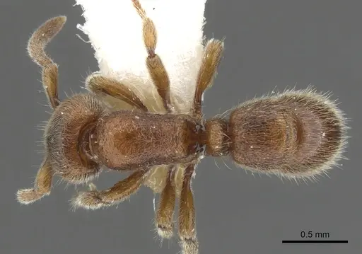 Proceratium dusun specimen