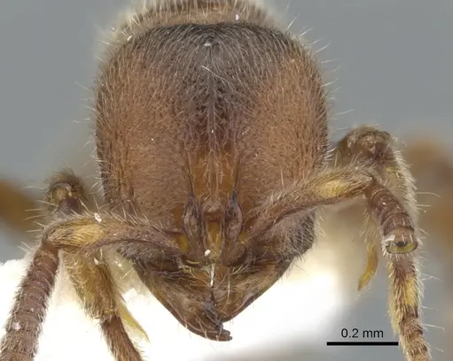 Proceratium dusun specimen