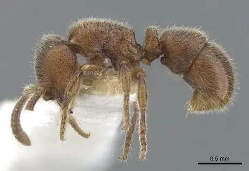 Proceratium dusun specimen