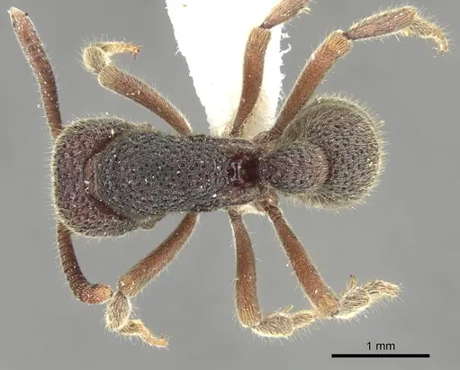 Proceratium foveolatum specimen