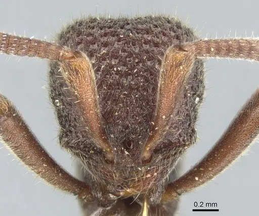 Proceratium foveolatum specimen