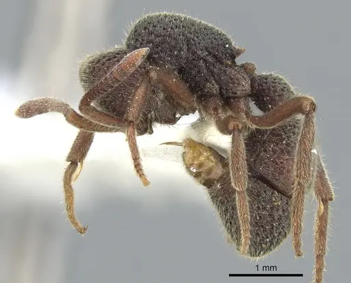 Proceratium foveolatum specimen