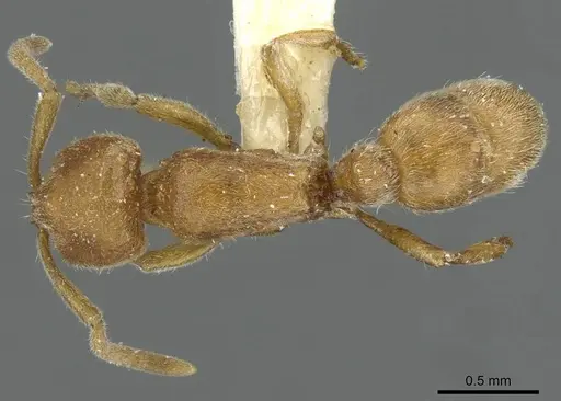 Proceratium galilaeum specimen