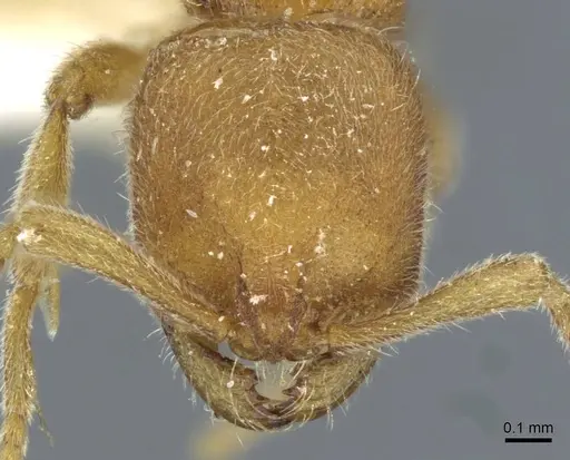 Proceratium galilaeum specimen