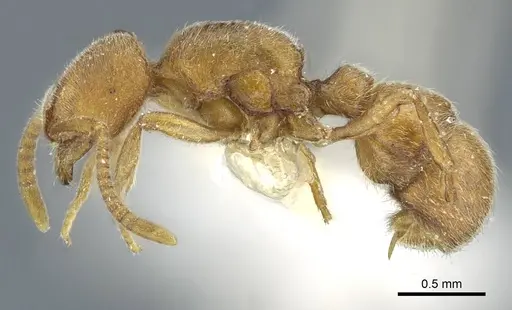 Proceratium galilaeum specimen