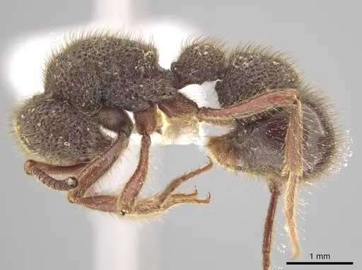 Proceratium goliath specimen