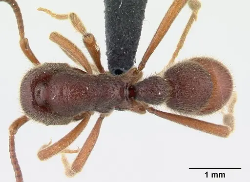 Proceratium google specimen