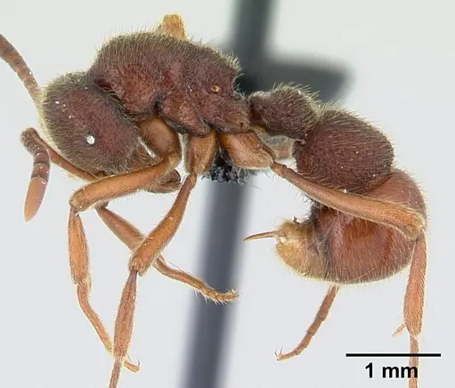 Proceratium google specimen