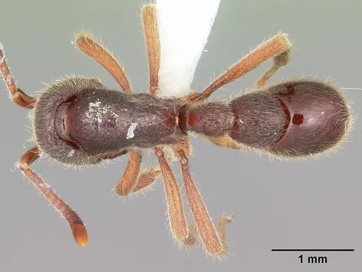 Proceratium google - CASENT0100357