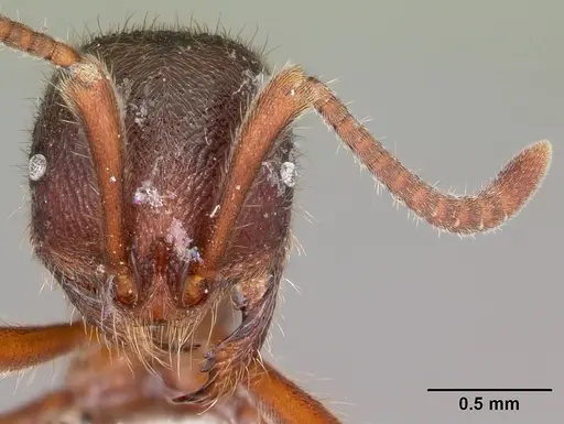 Proceratium google - CASENT0100357