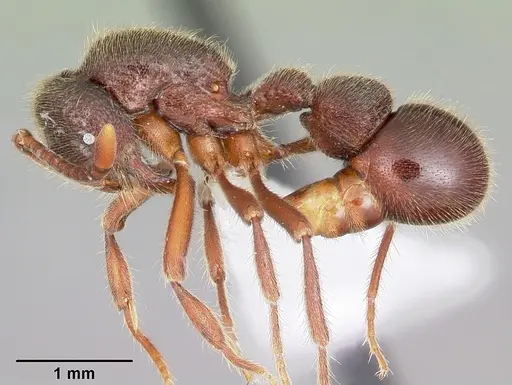 Proceratium google - CASENT0100357