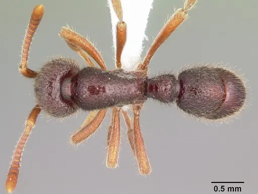 Proceratium google - CASENT0100367