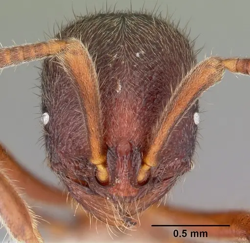 Proceratium google - CASENT0100367