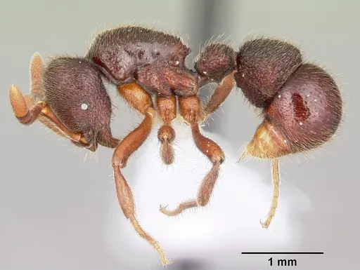 Proceratium google - CASENT0100367