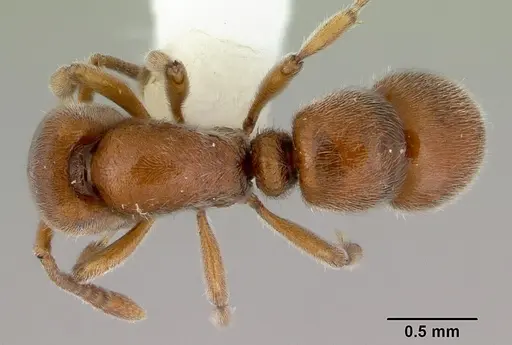 Proceratium gracile specimen