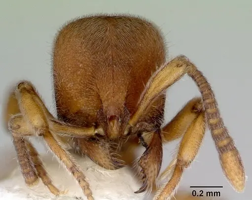 Proceratium gracile specimen