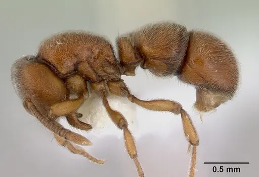 Proceratium gracile specimen