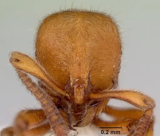 Proceratium hirsutum specimen