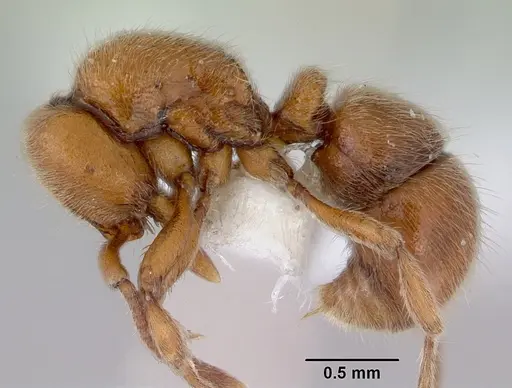 Proceratium hirsutum specimen