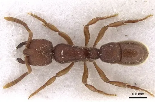 Proceratium itoi specimen