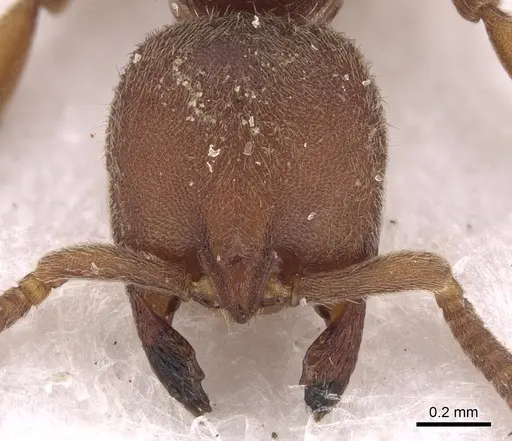 Proceratium itoi specimen